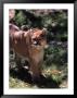 Florida Panther by Larry Lipsky Limited Edition Print