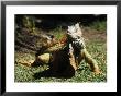 Iguana by Ernest Manewal Limited Edition Print