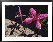 Dwarf Fireweed Flower Blooming In Alaska's Arctic National Wildlife Refuge by George F. Mobley Limited Edition Print