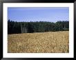 A Feild Of Barley Lies Next To A Forest On A Summer Afternoon, Bavaria, Germany by Taylor S. Kennedy Limited Edition Print