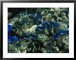 Giant Clams, Phoenix Islands by Paul Nicklen Limited Edition Print