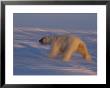 A Polar Bear Heads Off Into A Vast Snowfield by Paul Nicklen Limited Edition Print