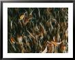 A Close View Of A Group Of Alevins, Recently Hatched Atlantic Salmon by Paul Nicklen Limited Edition Pricing Art Print