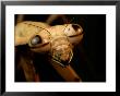 The Eyes And Mandibles Of A Mantid by George Grall Limited Edition Print