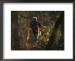 Jogger Running On Sun Dappled Trail Through Rock Creek Park by Raymond Gehman Limited Edition Print
