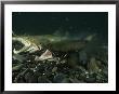 Atlantic Salmon Releasing Milt And Eggs In A Spawning Bed by Paul Nicklen Limited Edition Print