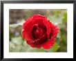 A Close View Of A Red Rose With Rain Drops On It by Taylor S. Kennedy Limited Edition Print