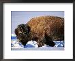 Bison In Snow, Yellowstone National Park, U.S.A. by Christer Fredriksson Limited Edition Print