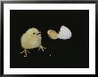 A Newly-Hatched Chick Stands Next To Its Egg by Robert Sisson Limited Edition Print