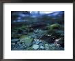 Split Level View Of Underwater, Clayoquot Sound, Vancouver Island by Joel Sartore Limited Edition Print
