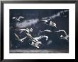 Swans Flying Low Over Water by Dr. Maurice G. Hornocker Limited Edition Print