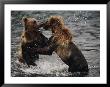 Two Grizzlies, Up On Their Hind Legs, Fight In The Water by Joel Sartore Limited Edition Pricing Art Print
