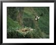An American Bald Eagle Soars Toward Its Nest by Klaus Nigge Limited Edition Print