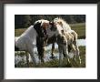Two Wild Pony Foals Interacting Near A Grazing Adult by James L. Stanfield Limited Edition Pricing Art Print