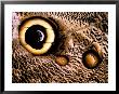 Owl Butterfly Wing, Rain Forest, Ecuador by Pete Oxford Limited Edition Print