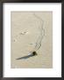 Texas Tortoise, Walking, Mexico by Patricio Robles Gil Limited Edition Print