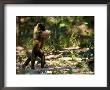 Brown Capuchin Monkey, Monkey Using Rock As A Tool To Break Brazil Nuts, Brazil by Roy Toft Limited Edition Print