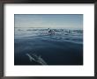 A Group Of Dusky Dolphins Herd And Feed On A School Of Anchovies by Bill Curtsinger Limited Edition Print