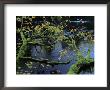 Moss-Covered Tree Limb Over Creek With Kayaker In Distance by Joel Sartore Limited Edition Print