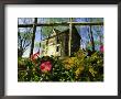 Morning Glory Flowers Grow In Front Of An Old House In Virginia by Annie Griffiths Belt Limited Edition Print