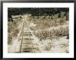 Train Tracks In The Snow by Sam Abell Limited Edition Print