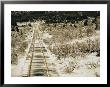 Train Tracks In The Snow by Sam Abell Limited Edition Pricing Art Print