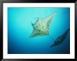 A Pair Of Manta Rays In The Waters Off The Yap Islands by Heather Perry Limited Edition Pricing Art Print