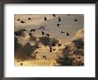 Sandhill Cranes Are Silhouetted In Front Of Evening Clouds by Stephen Alvarez Limited Edition Pricing Art Print