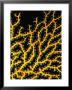 Close Detail Of Skeletal Yellow Gorgonian Coral In The Red Sea, Ras Mohammed National Park, Egypt by Mark Webster Limited Edition Print