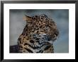 Close-Up Of Leopard by Elizabeth Delaney Limited Edition Print