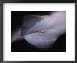 Sand Tiger Shark, Female, Australia by Gerard Soury Limited Edition Print