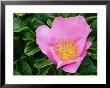 Rosa Frau Dogmar Hastrup (Rugosa Rose), Close-Up Of Pink Flower by Susie Mccaffrey Limited Edition Print