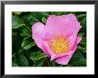 Rosa Frau Dogmar Hastrup (Rugosa Rose), Close-Up Of Pink Flower by Susie Mccaffrey Limited Edition Print