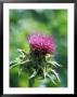 Silybum Marianum (Holy Thistle) by Ruth Brown Limited Edition Pricing Art Print