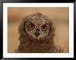 Owls, South Africa by Keith Levit Limited Edition Print