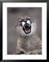 Mountain Lion, Portrait Of Snarling Adult by Daniel Cox Limited Edition Print