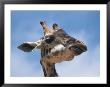 Masai Giraffe Chewing by Michele Burgess Limited Edition Pricing Art Print