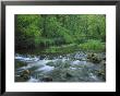 Lathkill Dale, River Lathkill Through Deciduous Woodland, Peak District National Park, Uk by Mark Hamblin Limited Edition Print