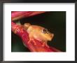 Coastal Reed Frog On Branch, Tanzania by Marian Bacon Limited Edition Pricing Art Print