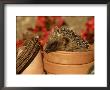 Hedgehog, Sat In Clay Flower Pot, Uk by Mark Hamblin Limited Edition Print