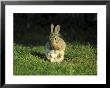 Rabbitoryctolagus Cuniculuswashing Face With Paws by Mark Hamblin Limited Edition Print