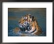 Tiger Swimming by Mark Newman Limited Edition Print