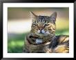 Domestic Cat Outdoors by Pam Ostrow Limited Edition Print