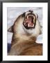 Mountain Lion, Portrait Of Snarling Lion by Daniel Cox Limited Edition Print