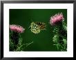 Dark-Green Fritillary, Flying Towards Thistle by Alastair Shay Limited Edition Print