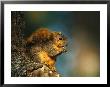 Mexican Ground Squirrel, Laguna Atascosa Nwr, Tx by Harry Walker Limited Edition Print
