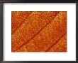 Extreme Close-Up Of Prunus Leaf, November by James Guilliam Limited Edition Print