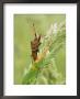 Brown Sheild Bug On Grass Seed-Head, Middlesex, Uk by Elliott Neep Limited Edition Print