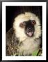 White-Fronted Lemur, Male Feeding by David Haring Limited Edition Print