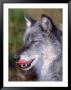 Close-Up Of A Gray Wolf With Tongue Extended by Lynn M. Stone Limited Edition Pricing Art Print